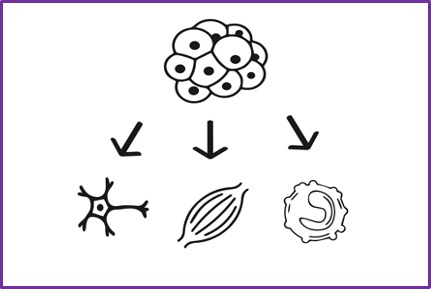 Homo sapiens / IPS-derived Cell Model